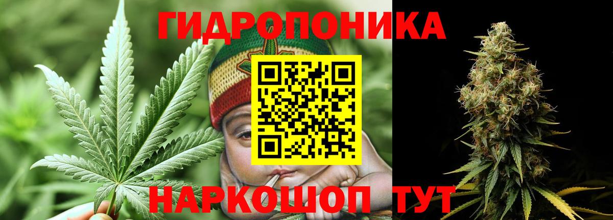 Каннабис SATIVA & INDICA  Вход с VPN  Марихуана семена  Канабис MAZAR  Прохладный 
